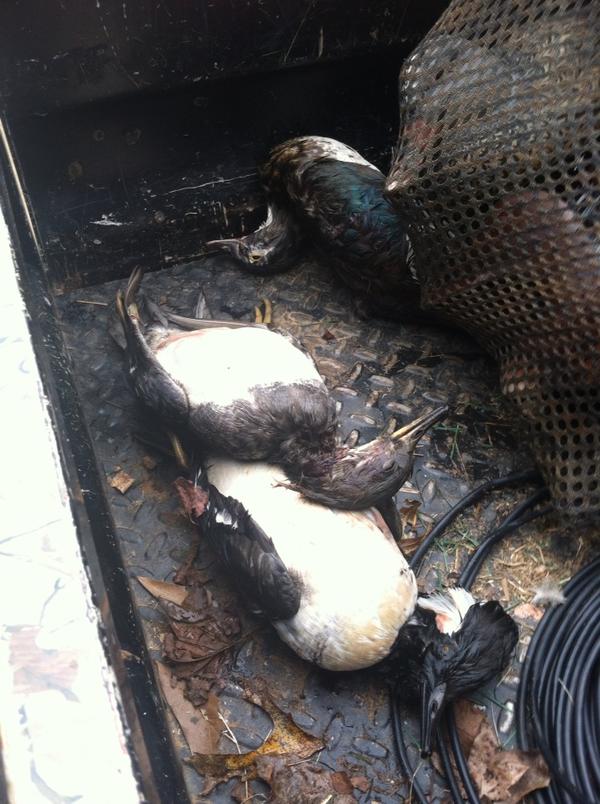 blakes2009's tweet photo. Thanks duck commander #ducksbedead http://t.co/Du6ZfI0u