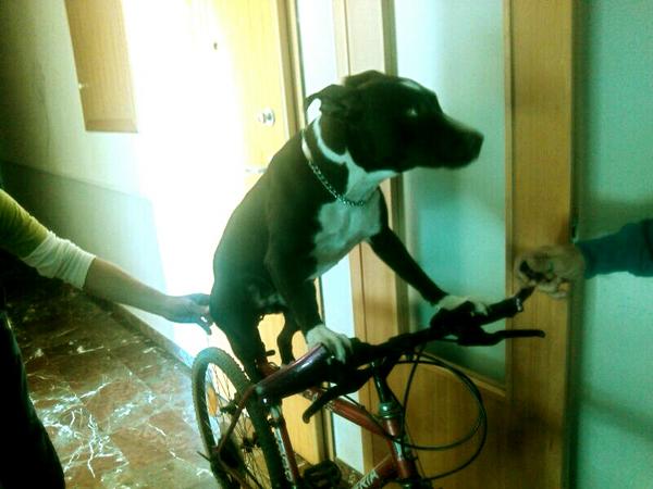Iivvaann23's tweet photo. Mi perrita montando en bici jajajaja http://t.co/9uH3udHq
