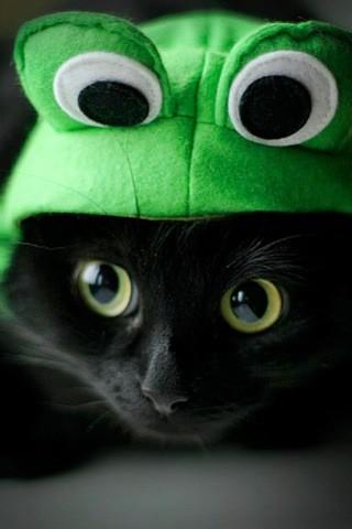 minecraftgurl24's tweet photo. Cat your fooling anyone trying to be a frog http://t.co/ne8Mh2wf