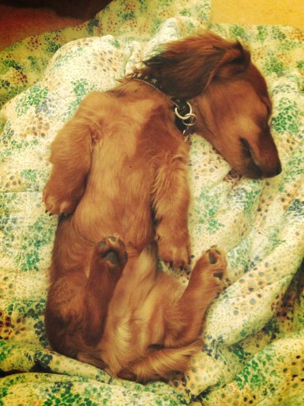 TatlerAlan's tweet photo. 'To sleep, perchance to dream' That's Shakespeare, innit. #notjustaprettyface http://t.co/mMo5tjy5
