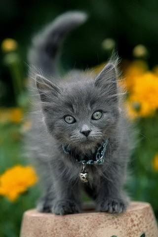 minecraftgurl24's tweet photo. Physco killa' cat gonna kill you •_•lol look at the pic he bores deep into your soul lololololol http://t.co/sABfp2zL