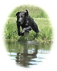 DogTrainingMN's tweet image. 30 years of in the dog business and countless retrievers... only one Rex!!