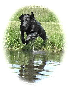 DogTrainingMN's tweet image. 30 years of in the dog business and countless retrievers... only one Rex!!