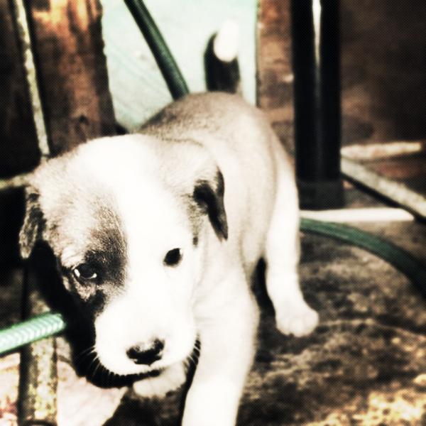 carlweezzy's tweet photo. I think aspin is still cute :) #puppies #cute http://t.co/aedsk8Or