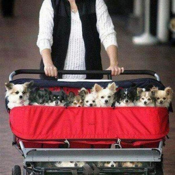 Corynnnutter's tweet photo. My dream 🐾🐾🐾🐾🐾🐾🐾🐾🐾🐾 http://t.co/ZUIGxo6j