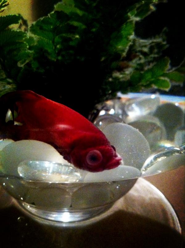 Sitting in my kitchen by myself crying over my dying fish. That's how depressing my Saturday night is. #hopehemakesit