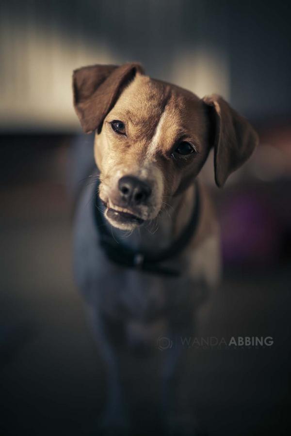 WandaAbbing's tweet photo. Hello sunshine! #dog #photography #portrait #sigma #85f1.4 http://t.co/Naf2YzsM