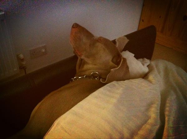 kaiserblueeyes's tweet image. Must have been super cold last night cheeky kaiser snuck into bed and we didn't even notice #cheakymonkey