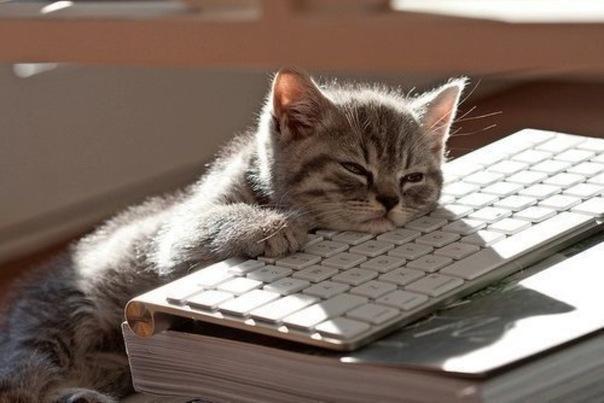 Cats rule the World! on Twitter: "tired of working #cat http://t.co/DelBEqgZ" / Twitter