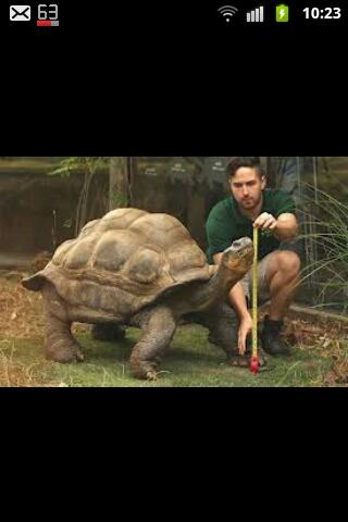 KoyuncuAzad's tweet photo. Ingilterede bulunan London Zoo(londra hayvanatbahcesi)da yasiyan kaplumpaga...annesi deve babasi kaplumbaga masallah... http://t.co/p33Uz2an