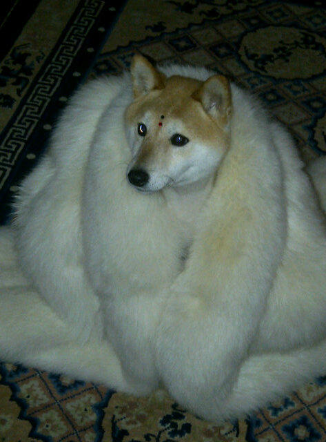 Mijune Pak tweet media