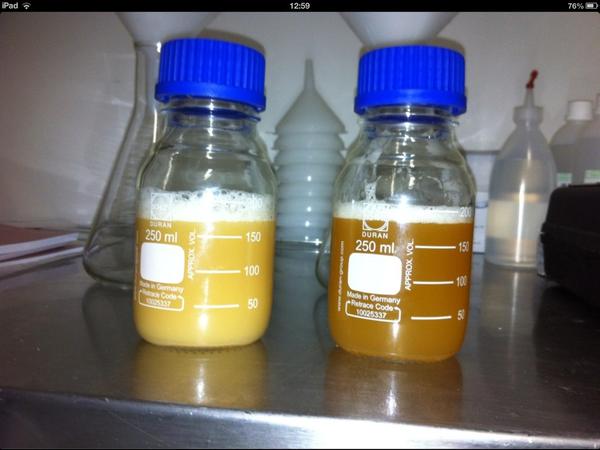 Mooie test met enkele gistsoorten! Vergelijkende studie #bieranders #gist #bier <a href="/bieranders/">Anders!</a>