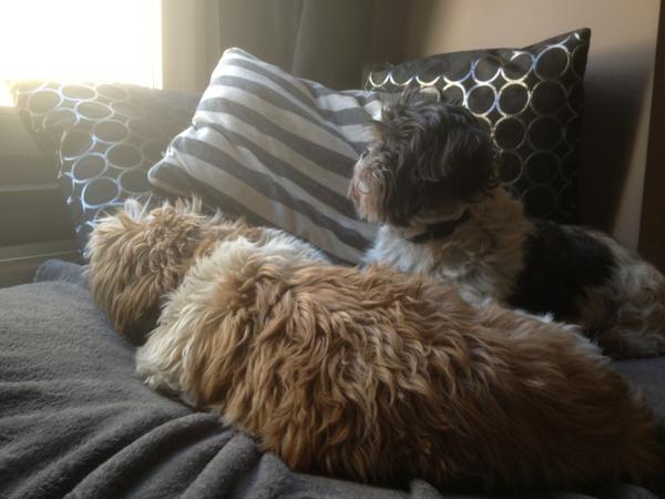 bodeboeye's tweet image. Doggysitting #zesnappenerniksvan :)