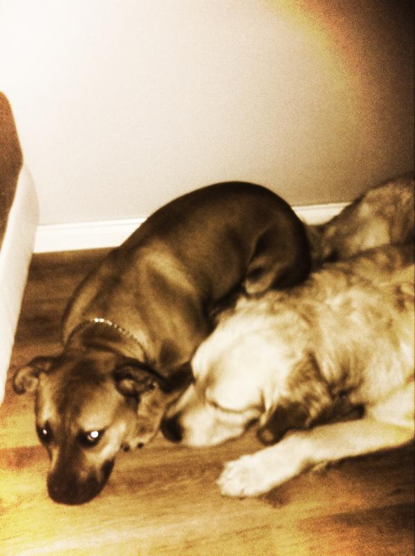 Nelly69's tweet photo. Sleepy dogs http://t.co/FsjiFuJ0