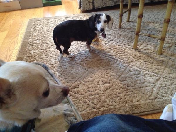 Ill miss my rat and dog!