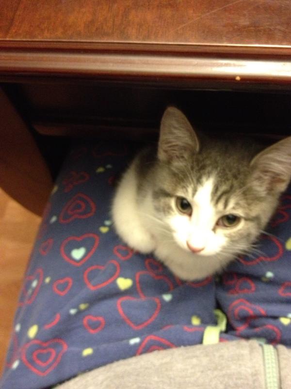 cdtellier's tweet image. Trying to get some work done, but something is distracting me...#notasquirrel