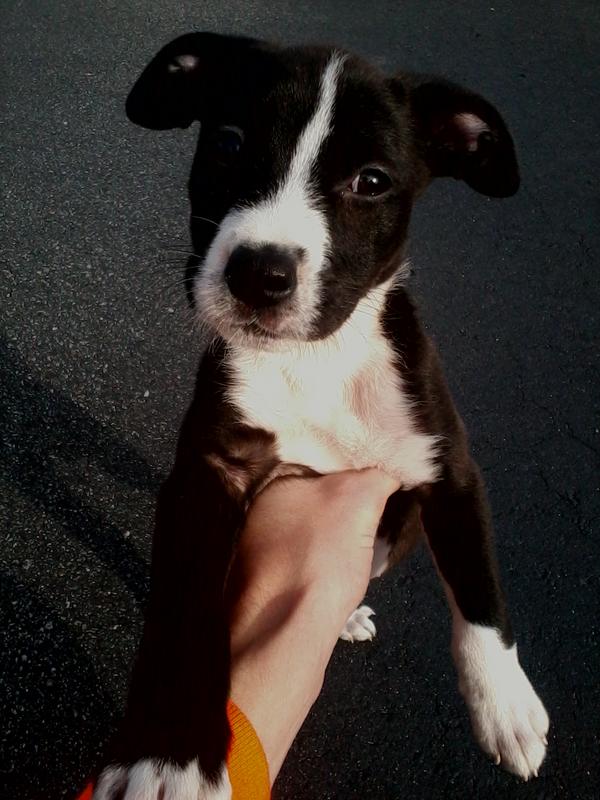 Itsbattsbitch12's tweet photo. My new pup mary-mary jane that is http://t.co/s9Vkr622