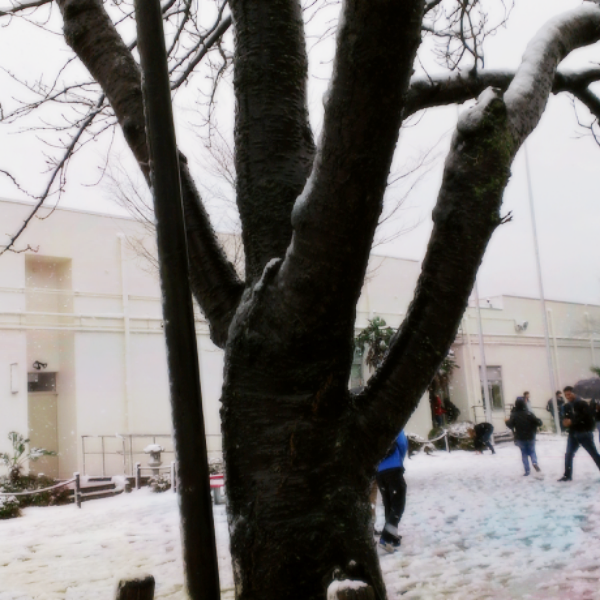 chokoellie's tweet photo. 雪だぁ～《*≧∀≦》初雪!!初雪!!! http://t.co/WpEJ997b