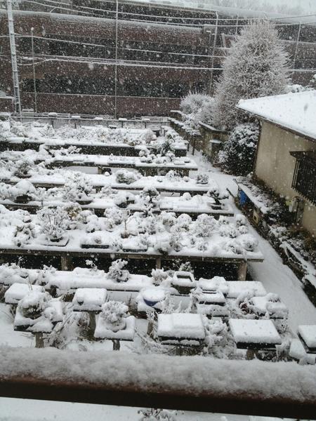 83728's tweet photo. アッという間にこんな雪に。
我が家の盆栽が、雪に埋れてる。 http://t.co/XaaFF2LH