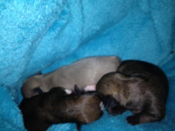 2Harmonica2's tweet photo. My new pups!! :) two girls one boy!! :) http://t.co/0lMlOpqj