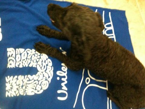 florencewelcx's tweet photo. MINHA CACHORRA TA ADORANDO, TEM VÁRIAS ULTILIDADES MSM http://t.co/XxymBIkQ