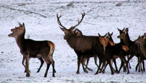 iainjennings's tweet photo. Stag parties visiting Rock Lea at this time of the year can enjoy winter walks, caving trips, abseiling, and much more http://t.co/kyYnjAWe