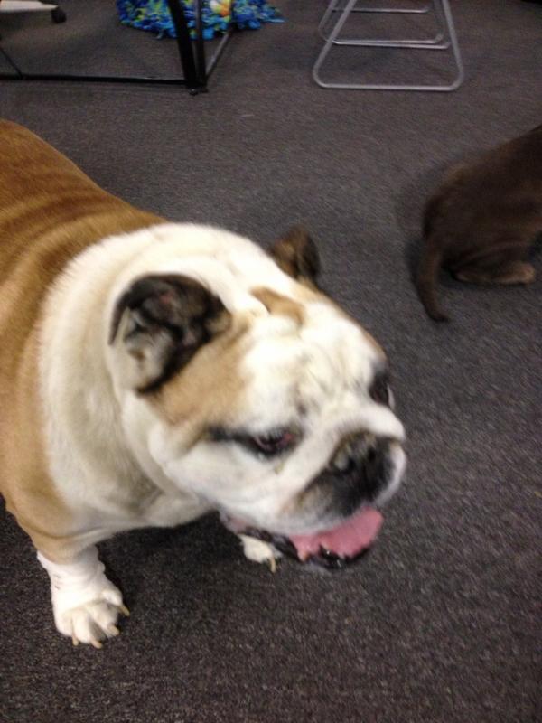 OGturtlejuice's tweet photo. Chubba wubba http://t.co/Okfkw8WR
