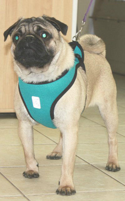 umwpugrescue's tweet image. Handsome Bruce will soon be ready for #adoption!  Know anyone that can give him his #fureverhome?  #adoptapug #pug