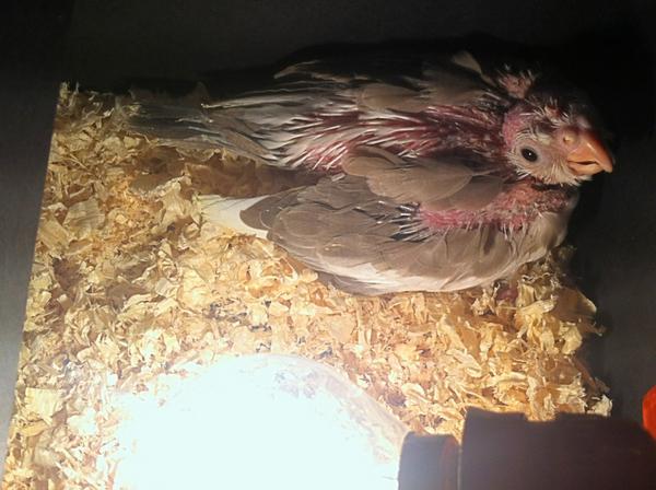 MariaCarthago's tweet photo. Un nuevo miembro en la familia. http://t.co/FyTqRFdh