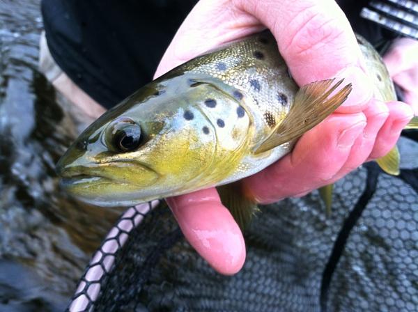 FarmyAnglers tweet picture