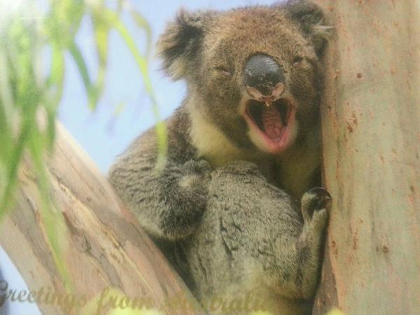 Early birthday postcard and it's come all the way from sunny Australia :) <a href="/CaliberDrew/">Brian Drew</a> #chuffed #briaaah #koalakiller ♥