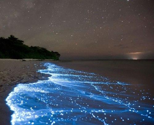 SpeakUpforBlue's tweet photo. Can you guess what is making the water in this picture light up blue? *Hint this picture was taken in Japan* http://t.co/nOYMCETn