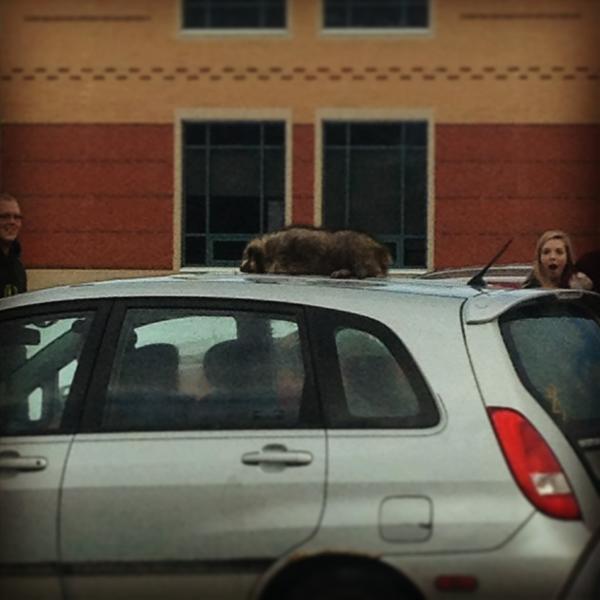 b_sheldrick's tweet image. #staproblems 😁