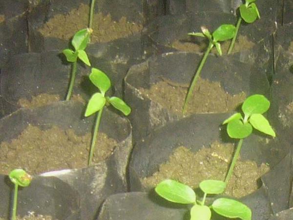 jemberberkebun's tweet photo. Persiapan Tanam samping rumah, Kates IPB 9 Kalina (California). Foto Bibit umur 17 hari dari biji http://t.co/hh2txMeI