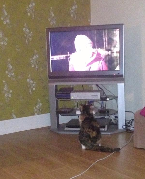 ProfKerriMcP's tweet photo. @BBCWinterwatch watching waxwings http://t.co/JbGCFAOB
