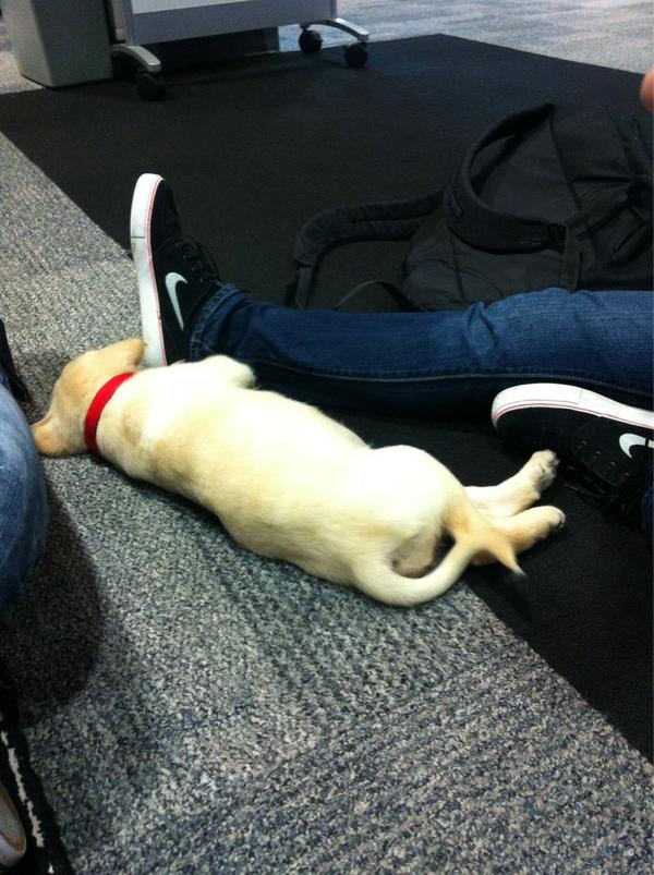 dustandendy's tweet photo. Paige brought a puppy to school βΊπ #awwww #onlyatnewtech http://t.co/2QxGswXn