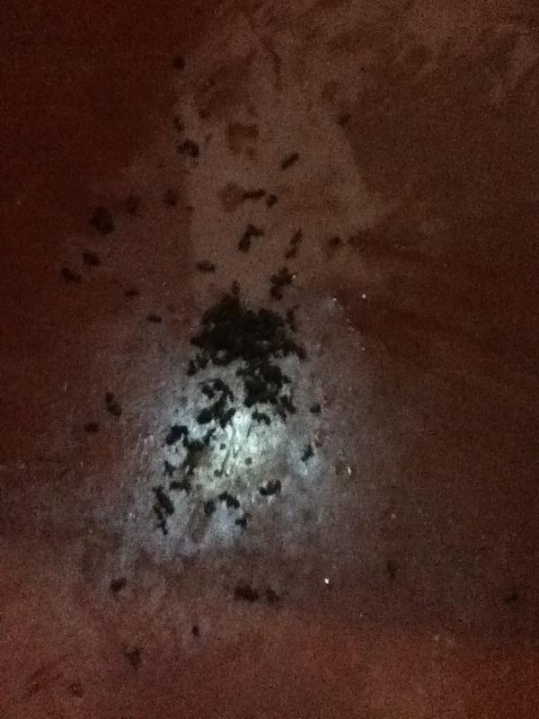 millyxavier_'s tweet photo. dó das formigas que assassinamos http://t.co/Lrvp1zf5