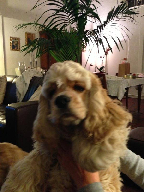 JuniDog's tweet photo. Yea!  It's my first 1/2 birthday! http://t.co/VXAAFfdQ