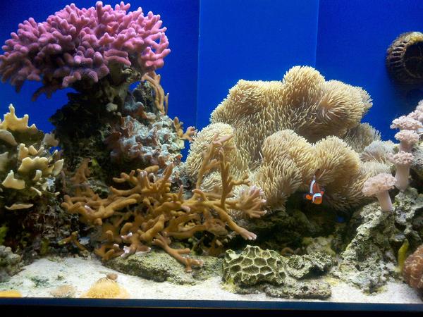 MrsObie's tweet photo. Thanks for the great view today @birch_aquarium! #clownfish #underwaterisawesome http://t.co/vHfMAxqr