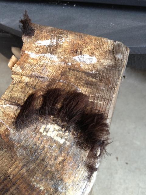 兄ぃ なんか木の断面から髪の毛みたいなの生えてるんだけど 植物クラスタなら何か知ってるかなこれ ググってもなかなかたどり着かん Http T Co O1q4veqs