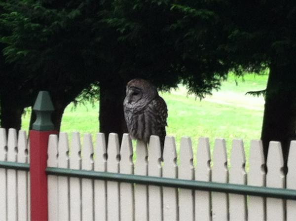Enjoyed a visit from a beautiful bard owl today! #yyj