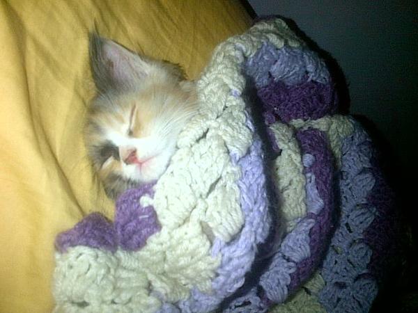 misorangel's tweet photo. My beautiful kitten <3 http://t.co/c3SSABMx
