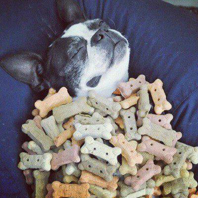 hayasdogs's tweet photo. How happy is this little guy gonna be when he wakes up hahahahah @dogs http://t.co/WbuA2var