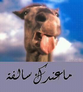 devpoint11's tweet image. ما عندك سالفه