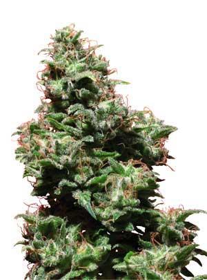 SolomonSeeds's tweet photo. Solomon's Deli Haze is delicious high #cannabis #seeds #solomon #marijuana #Dutch http://t.co/nHKUoC7E