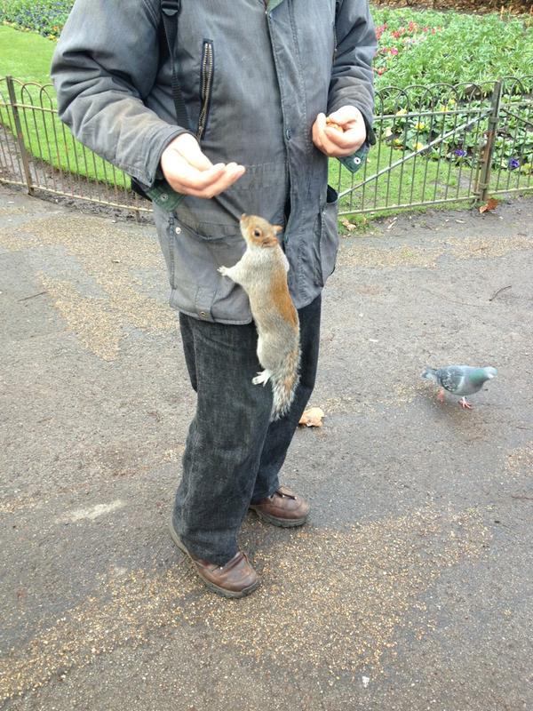 Martesenneseth's tweet photo. Ekornmann i green park ! http://t.co/bs9XGsSX