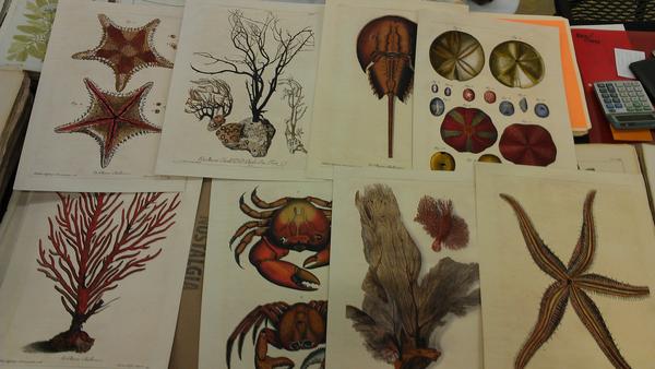 ImageOnThat's tweet image. A few Knorr sea life prints from the Atlanta show.