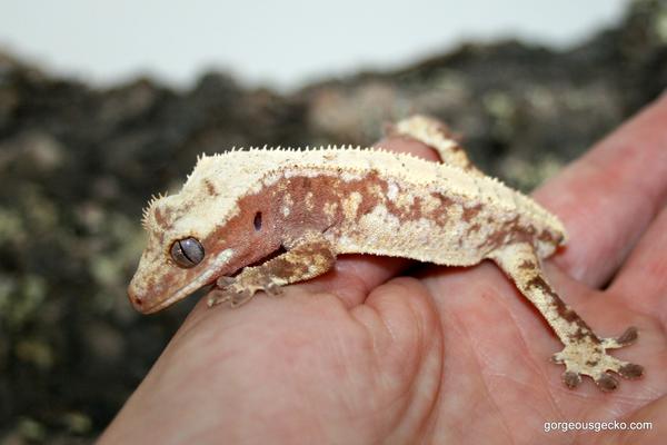 Gorgeous Gecko (@gorgeousgecko) / Posts / X