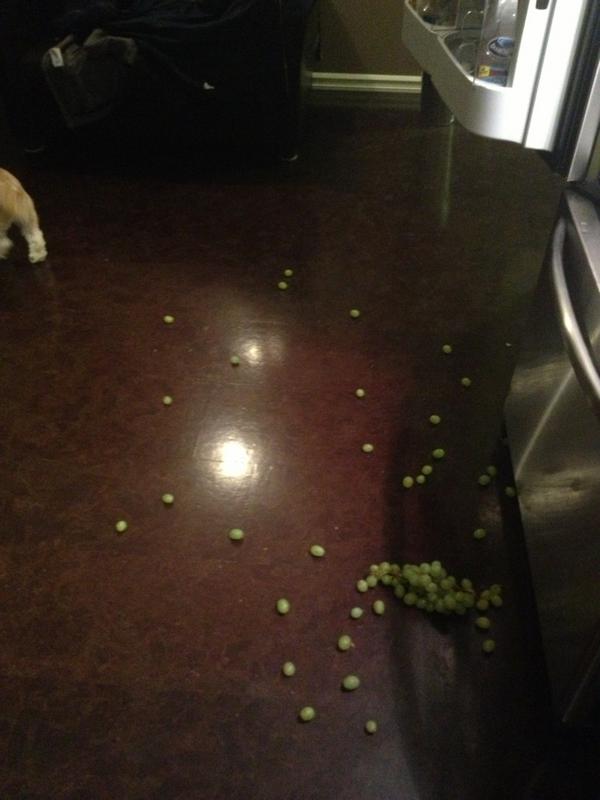 beepbopbaluubop's tweet image. Putting groceries away fail #grapeexplosion