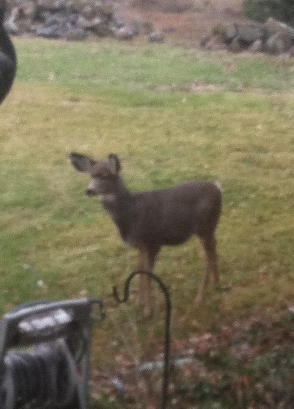 jpguider's tweet photo. Wa deer = Ga cow http://t.co/aklbjqQv